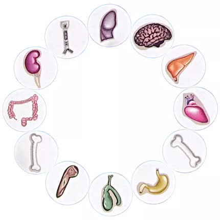 Pašėlęs gydytojas – operacijos stalo žaidimas