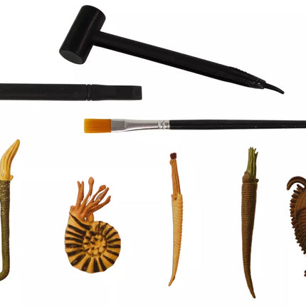 Senovės būtybių kasimo rinkinys su amonitu staigmena