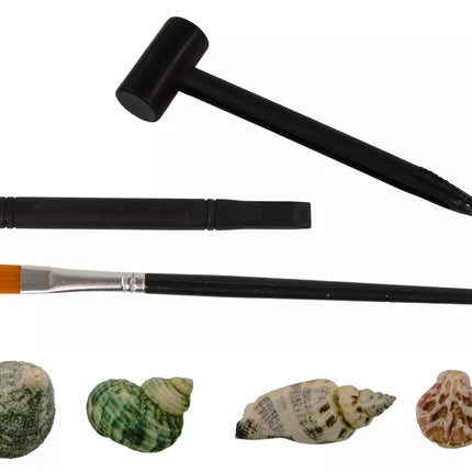 Kasinėjimų kriauklių rinkinys, trys modeliai, siurprizas