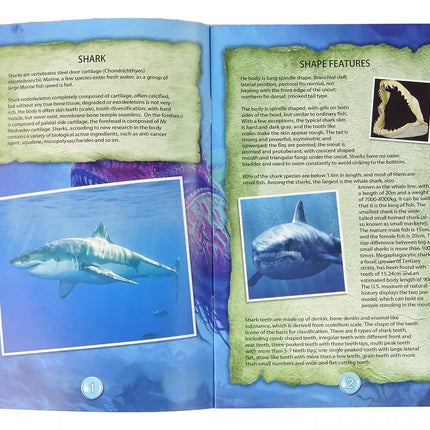 Amonito ryklio kasinėjimų edukacinis rinkinys