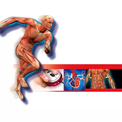 Mokslas linksmas žmogaus kūnas lenkų kalba CLEMENTONI 60249