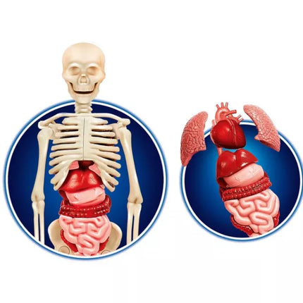 Mokslas linksmas žmogaus kūnas lenkų kalba CLEMENTONI 60249