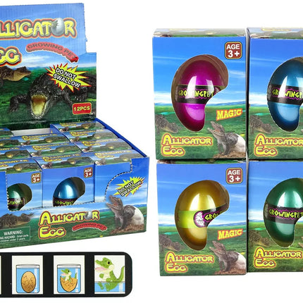 Augantis krokodilo aligatoriaus kiaušinis, 6 cm