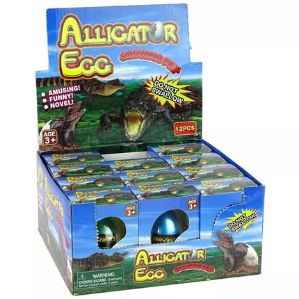 Augantis krokodilo aligatoriaus kiaušinis, 6 cm