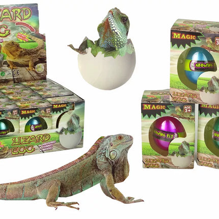 Stebuklingas driežo kiaušinis, išsiritęs užauga iki 6 cm.