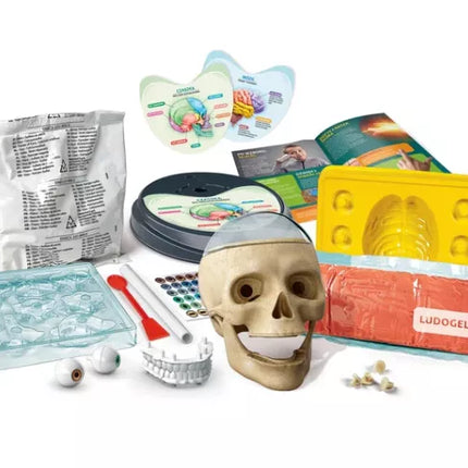 Mokslas linksmas Pašėlęs anatomijos rinkinys Lenkų kalba CLEMENTONI 50697