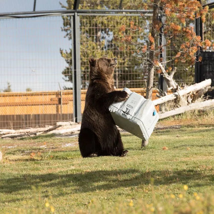 Lifetime 90949 Aušintuvas